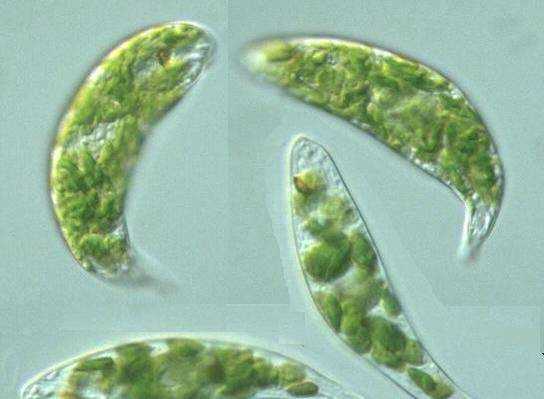 眼蟲(chóng)是植物還是動(dòng)物