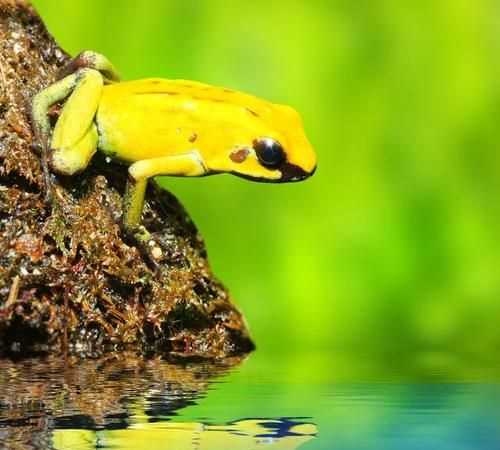 青蛙必須冬眠么