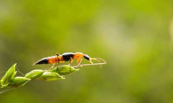 蚰蜒爬過的床單還能睡,前幾天下雨了嗎圖6
