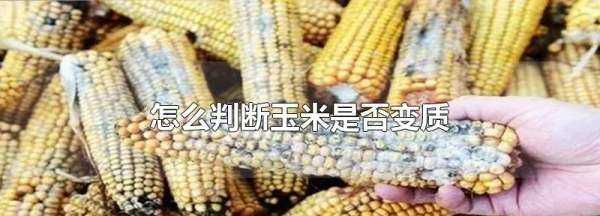 如何判斷生玉米壞了,怎么判斷玉米是否變質(zhì)能否吃圖1
