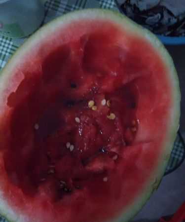 我吃西瓜懶得吐籽怎么辦