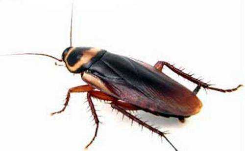 蟑螂飛來飛去什么原因,為什么有的蟑螂會飛有的不會飛圖2