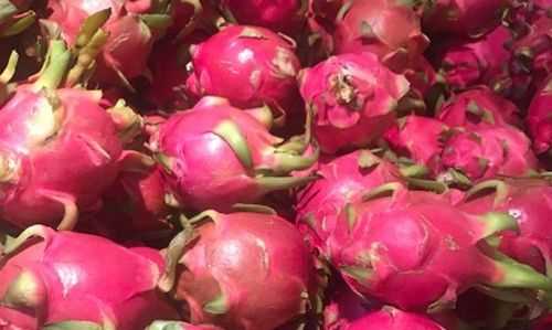 火龍果的存放保鮮方法