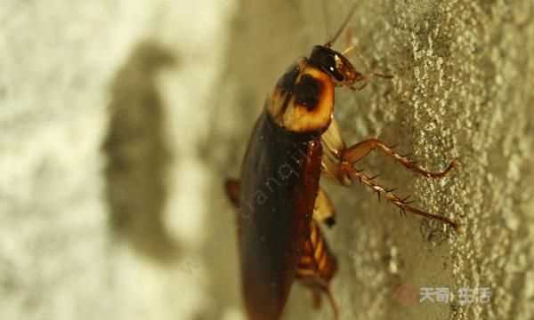 怎么去蟑螂讓它不留下卵,怎樣消滅蟑螂最有效的方法