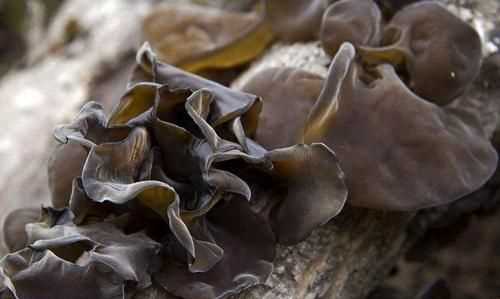 吃了過期的干木耳怎么辦，干木耳保質(zhì)期多久？圖5