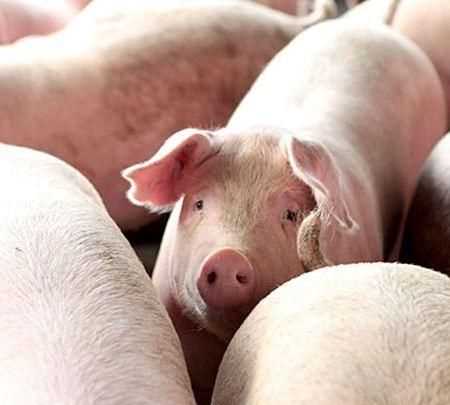 豬肉發(fā)白能吃嗎，豬肉洗后瘦肉為什么發(fā)白，能吃嗎？'？圖5