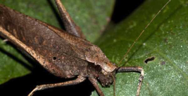 紡織娘是什么東西圖片,紡織娘俗稱是什么東西圖1