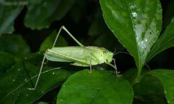 紡織娘是什么東西圖片,紡織娘俗稱是什么東西圖4