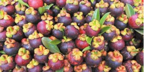 山竹是涼性還是熱性,山竹是涼性還是熱性圖5