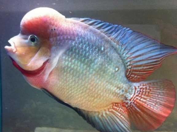 泰國(guó)金是什么金,泰金是什么金,值錢(qián)嗎圖1