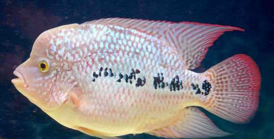 泰國(guó)金是什么金,泰金是什么金,值錢(qián)嗎圖2