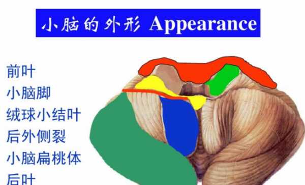 皮層小腦的主要功能是,小腦的主要功能是什么圖1