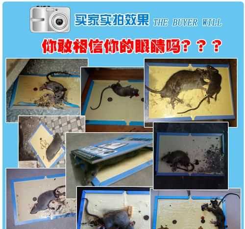 如何清潔粘在衣服上的老鼠粘膠水