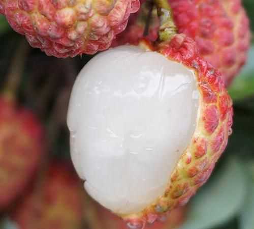 觀音綠荔枝和仙進奉荔枝哪個好