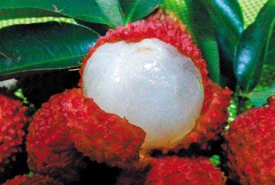 進奉荔枝特點,荔枝先進鳳怎么樣?圖4