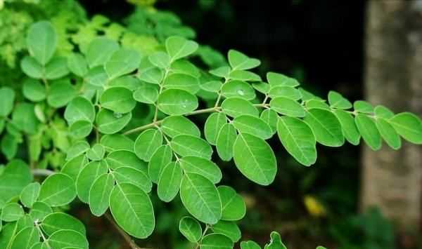 辣木葉片可以天天吃嗎,吃辣木葉片和辣木籽有什么好處圖1