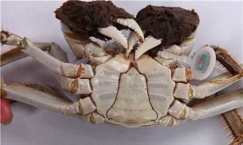 活螃蟹直接冷凍保存可以嗎