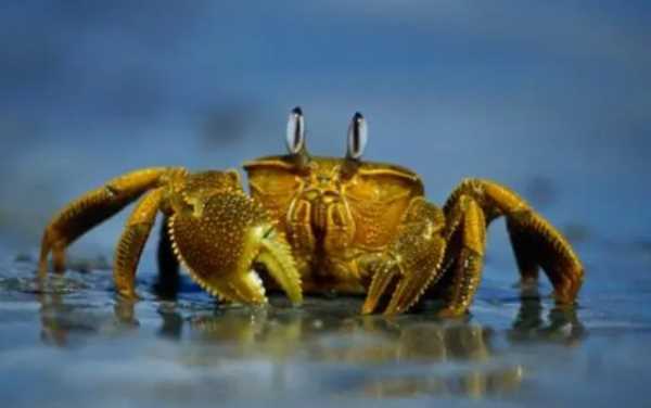 活螃蟹放冷藏還是冷凍,活螃蟹直接冷凍保存可以嗎圖4