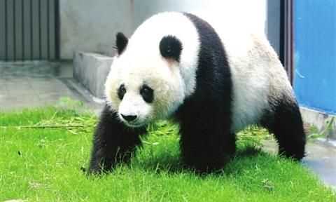 大熊貓生活習(xí)性，大熊貓的生活習(xí)性兇猛嗎？圖2