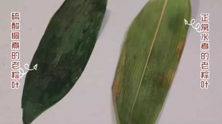 粽葉發(fā)霉了怎么處理粽葉變成黃色3能用衫鮮的粽葉不是干的竹計靜