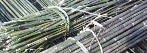 竹竿和竹桿的區(qū)別,竹竿的桿是這個桿嗎圖2