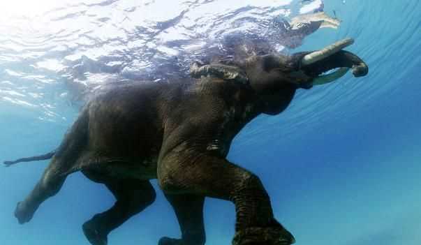 在水中游泳的動物只有魚嗎