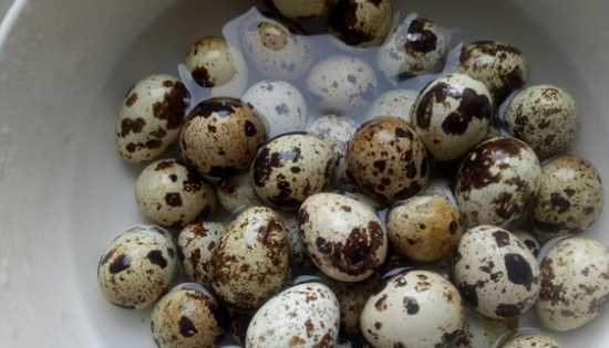 煮鵪鶉蛋多長(zhǎng)時(shí)間,煮鵪鶉蛋需要煮幾分鐘圖7