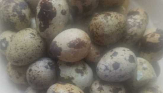 煮鵪鶉蛋多長(zhǎng)時(shí)間,煮鵪鶉蛋需要煮幾分鐘圖10