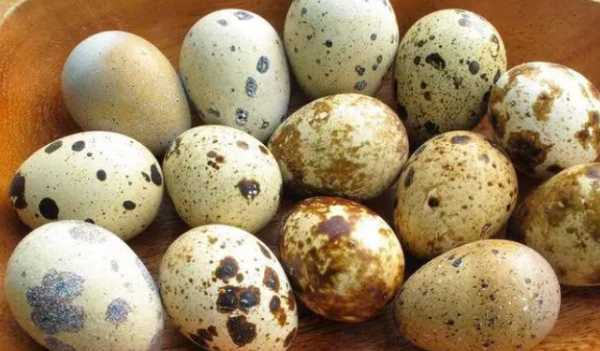 煮鵪鶉蛋多長(zhǎng)時(shí)間,煮鵪鶉蛋需要煮幾分鐘圖11