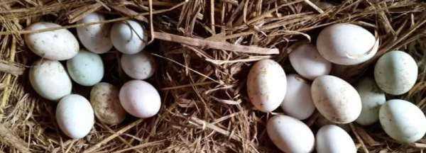 煮熟的鴨蛋放冰箱保鮮能放幾天,鴨蛋常溫下能保存多久圖3