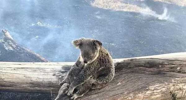 山火的危害及措施,深圳南山 山火圖4