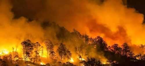 森林火災(zāi)的危害有幾點(diǎn)短句