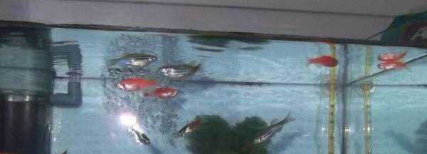 魚缸活性炭多久換一次,活性炭放魚缸多長時間換一次圖2