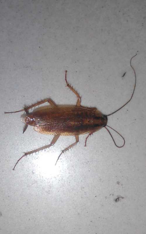 家里蟑螂窩一般在哪里