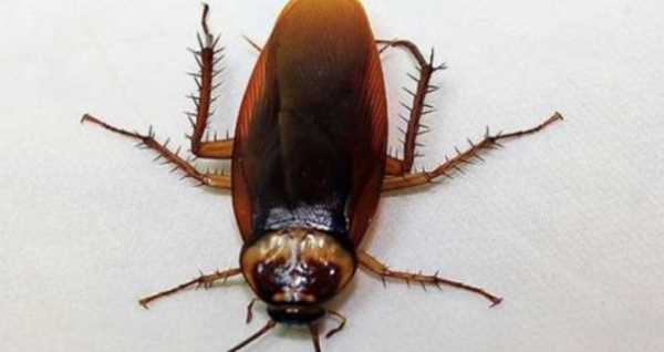 蟑螂窩一般在哪,家里蟑螂窩一般在哪里圖3