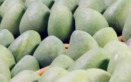 怎么判斷青芒熟沒熟，如何判斷大青芒果熟了？圖1