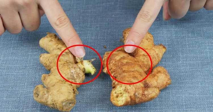 新鮮的姜怎么保存