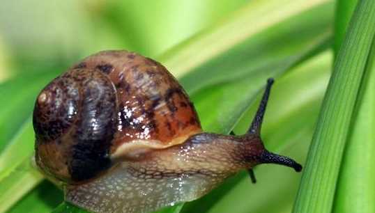 蛞蝓和蝸牛的區(qū)別,蛞蝓是蝸牛 蛞蝓是不是蝸牛圖2