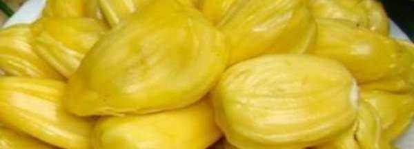 菠蘿蜜摘下來(lái)沒(méi)熟要怎樣才會(huì)熟,菠蘿蜜不熟要怎么放才能熟透圖2