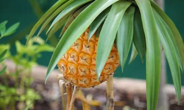 菠蘿蜜摘下來(lái)沒(méi)熟要怎樣才會(huì)熟,菠蘿蜜不熟要怎么放才能熟透圖5