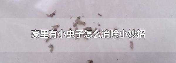 小蟲怎么消滅小竅門,家里地板有小蟲子怎么消除小妙招圖1