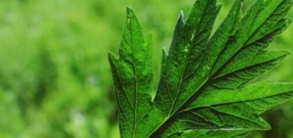 艾葉怎么保存才放得久,艾葉怎么保鮮放的時(shí)間長(zhǎng)圖2