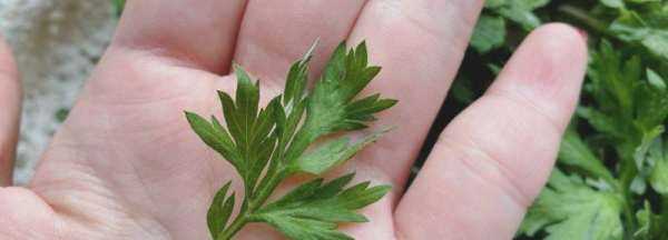 艾葉怎么保存才放得久,艾葉怎么保鮮放的時(shí)間長(zhǎng)圖4