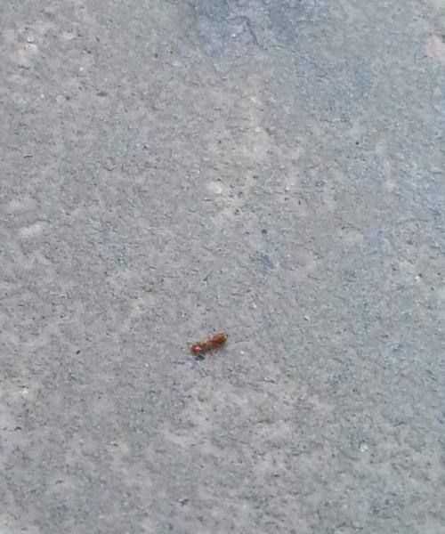 家里出現(xiàn)許多小紅螞蟻是為什么