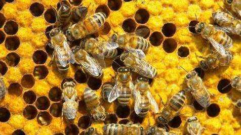 冬糖和春糖有什么區(qū)別,蜜蜂糖是冬糖好還是春糖好?圖3