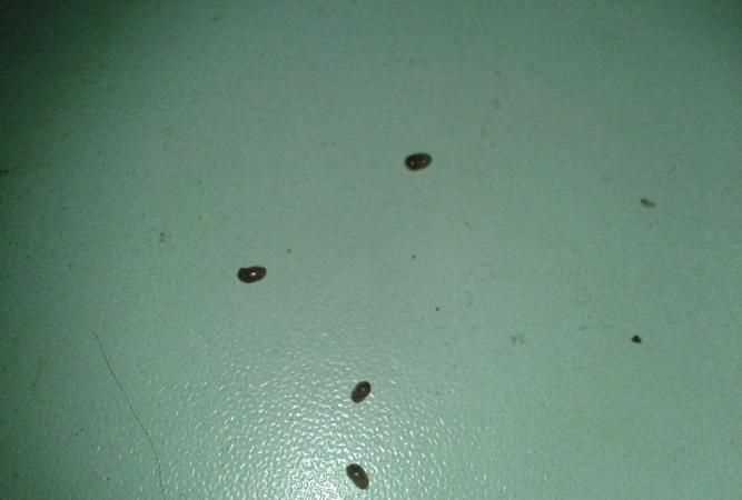 家里有小飛蟲怎么消滅小竅門