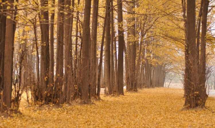 中國的國樹名 字
