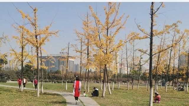 中國的國樹，中國的國樹，國花，國獸，國球是什么？圖3