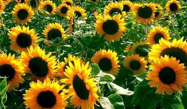 陽光可以象征什么