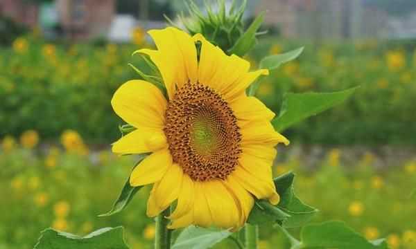 一縷陽光唯美圖片寓意